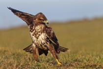 Maeusebussard